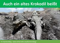 Auch ein altes Krokodil beißt